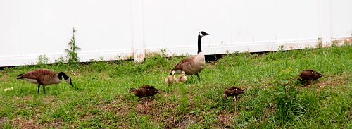[In a patch of grass in front of a white panel fence are two yellow spots with heads (the goslings) beside an adult goose. Another adult  goose is bent toward the ground about five feet to the left of them. On either side of the goslings about two feet in front of them are mallards with their heads bent to the ground as the search for food. A third mallard is off to their left about three feet.]